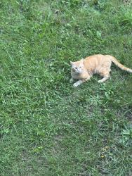 Lost Male Cat last seen Bettys, Walnut Cove, NC 27052