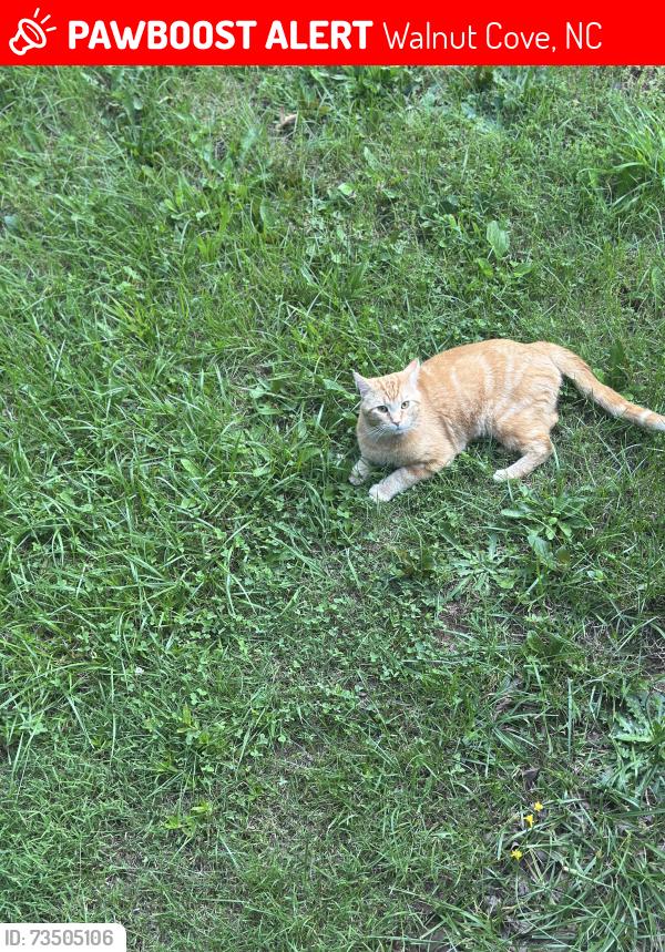 Lost Male Cat last seen Bettys, Walnut Cove, NC 27052