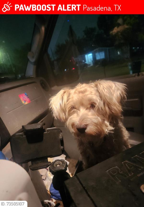 Lost Male Dog last seen Pasadena, Pasadena, TX 77506