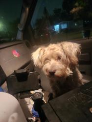 Lost Male Dog last seen Pasadena, Pasadena, TX 77506