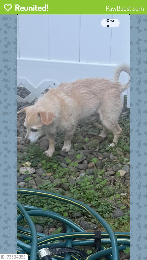 Reunited Male Dog last seen Elligsen Rd., Wilsonville, OR 97070