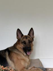 Reunited Male Dog last seen Air view lane and Seneca, Great Falls, VA 22066