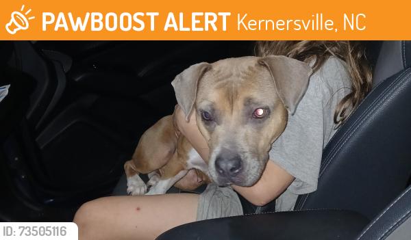 Found/Stray Female Dog last seen Oakhurst St and Baxter St, Kernersville, NC 27284