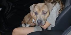 Found/Stray Female Dog last seen Oakhurst St and Baxter St, Kernersville, NC 27284
