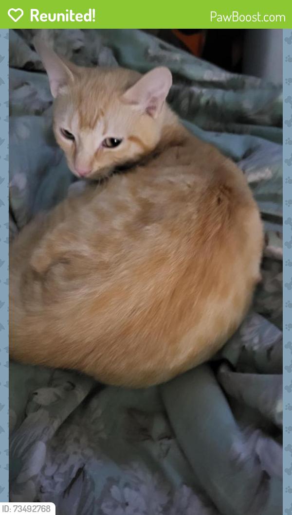 Reunited Male Cat last seen Near Dixie Plantation Rd, Hollywood, SC 29449