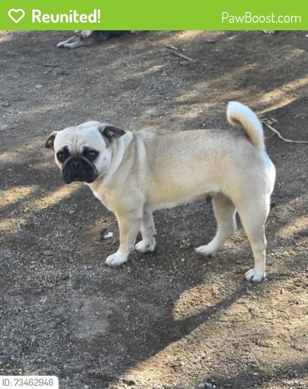 Reunited Female Dog last seen Wood and avenue B, Riverside County, CA 92508