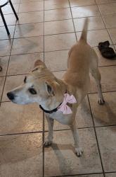 Found/Stray Female Dog last seen Buckskin Ave & N Pioneer Way, Las Vegas, NV 89129