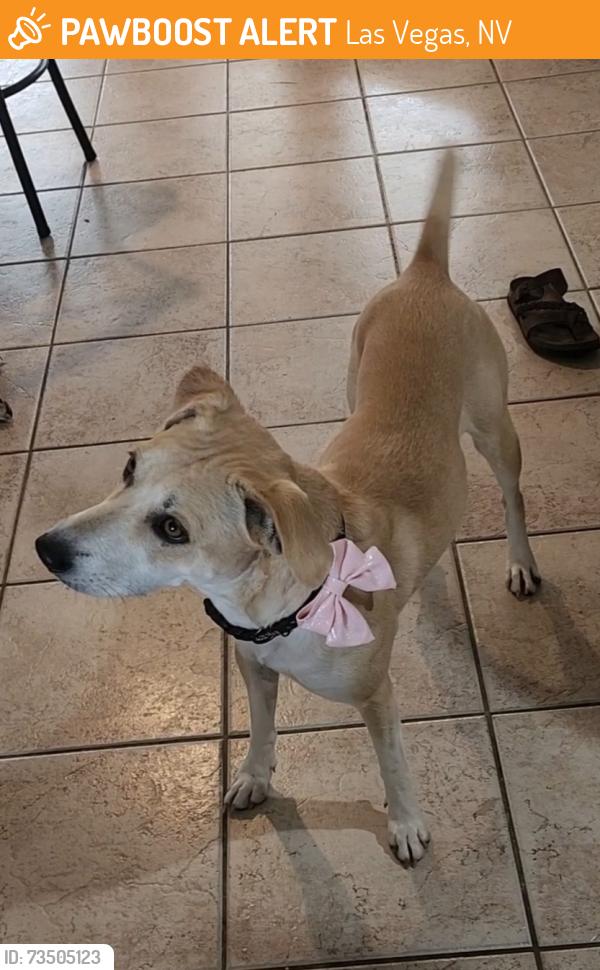 Found/Stray Female Dog last seen Buckskin Ave & N Pioneer Way, Las Vegas, NV 89129