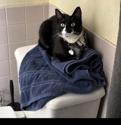 Reunited Male Cat last seen Erikson, Centralia, WA 98531