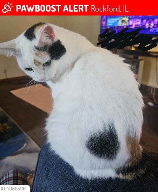 Lost Female Cat last seen Greenmount and Ridgeway, Rockford, IL 61107