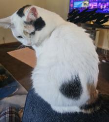 Lost Female Cat last seen Greenmount and Ridgeway, Rockford, IL 61107