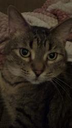 Lost Female Cat last seen Fairground Hill, Homeacre-Lyndora, PA 16045