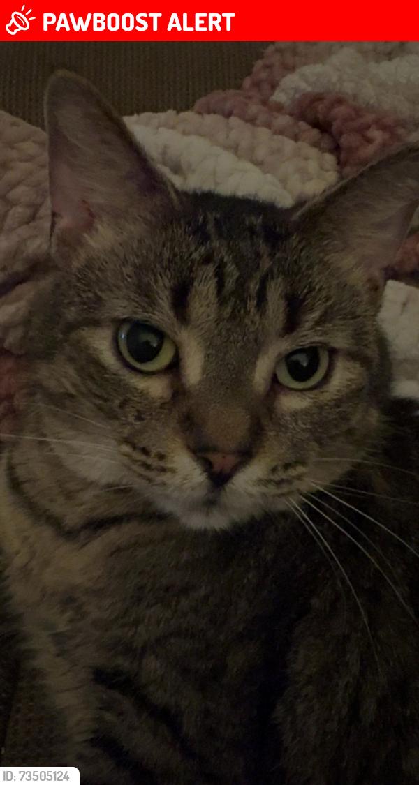 Lost Female Cat last seen Fairground Hill, Homeacre-Lyndora, PA 16045