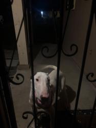 Found/Stray Male Dog last seen El Centro St and Costa Mesa St, San Antonio, TX 78228