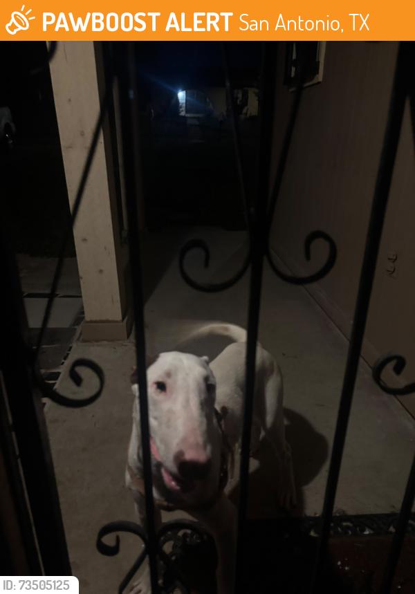 Found/Stray Male Dog last seen El Centro St and Costa Mesa St, San Antonio, TX 78228