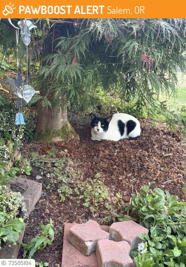 Found/Stray Unknown Cat last seen Northgate Park, Salem, OR 97301