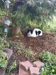 Found/Stray Unknown Cat last seen Northgate Park, Salem, OR 97301