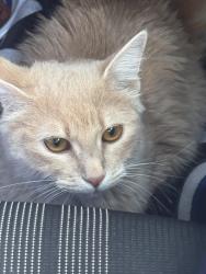 Lost Female Cat last seen Near FM, Princeton, TX, Princeton, TX 75407
