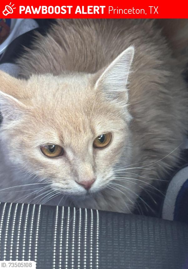 Lost Female Cat last seen Near FM, Princeton, TX, Princeton, TX 75407