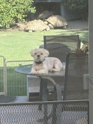 Lost Male Dog last seen Hamilton and Bushard, Huntington Beach, CA 92646