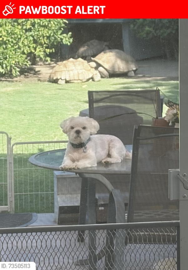 Lost Male Dog last seen Hamilton and Bushard, Huntington Beach, CA 92646