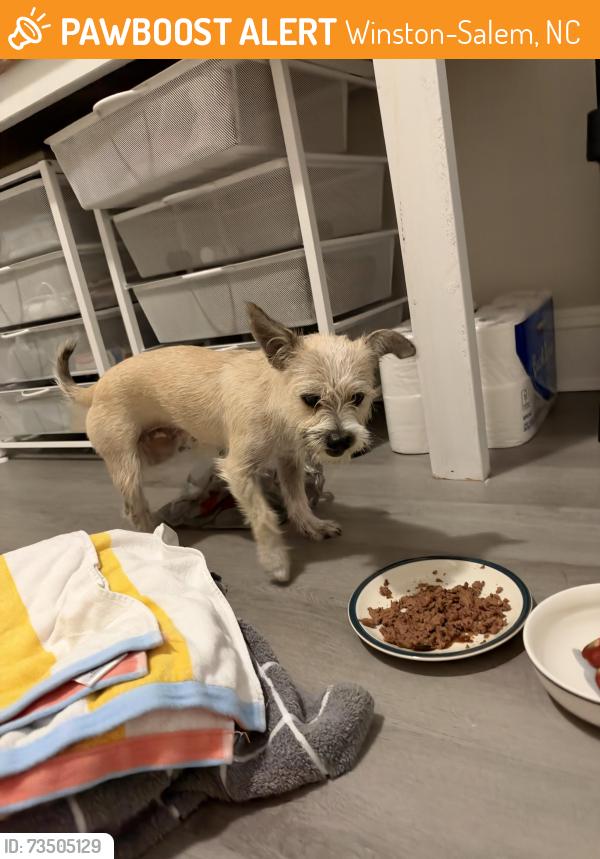 Found/Stray Female Dog last seen McDonald’s on MLK, Winston-Salem, NC 27101