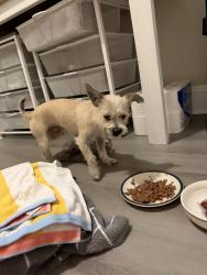 Found/Stray Female Dog last seen McDonald’s on MLK, Winston-Salem, NC 27101