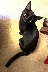 Lost Female Cat last seen Lincoln Ave and Hollister, Carmichael, CA 95608