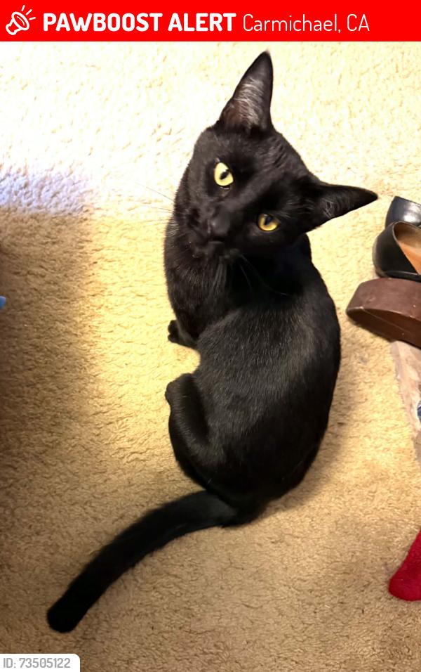 Lost Female Cat last seen Lincoln Ave and Hollister, Carmichael, CA 95608
