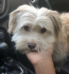 Reunited Male Dog last seen Sultana and 8th near Olivedale Park, Upland, CA 91786