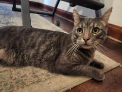 Reunited Unknown Cat last seen Ozanam & Cullom a couple blocks from J. Giles Elementary School, Norridge, IL 60706