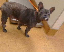 Shelter Stray Female Dog last seen AUBURN BLVD/MORSE, 95821, 3839 Bradshaw Rd, Sacramento, CA 95827, USA
