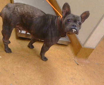 Shelter Stray Female Dog last seen AUBURN BLVD/MORSE, 95821, 3839 Bradshaw Rd, Sacramento, CA 95827, USA