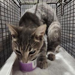 Shelter Stray Female Cat last seen Near BLOCK MAVERICK DRAW **TNR EXACT**, 4710 TX-151, San Antonio, TX 78227, USA