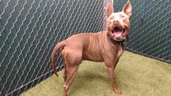 Shelter Stray Male Dog last seen , 11258 Garfield Ave, Downey, CA 90242, USA