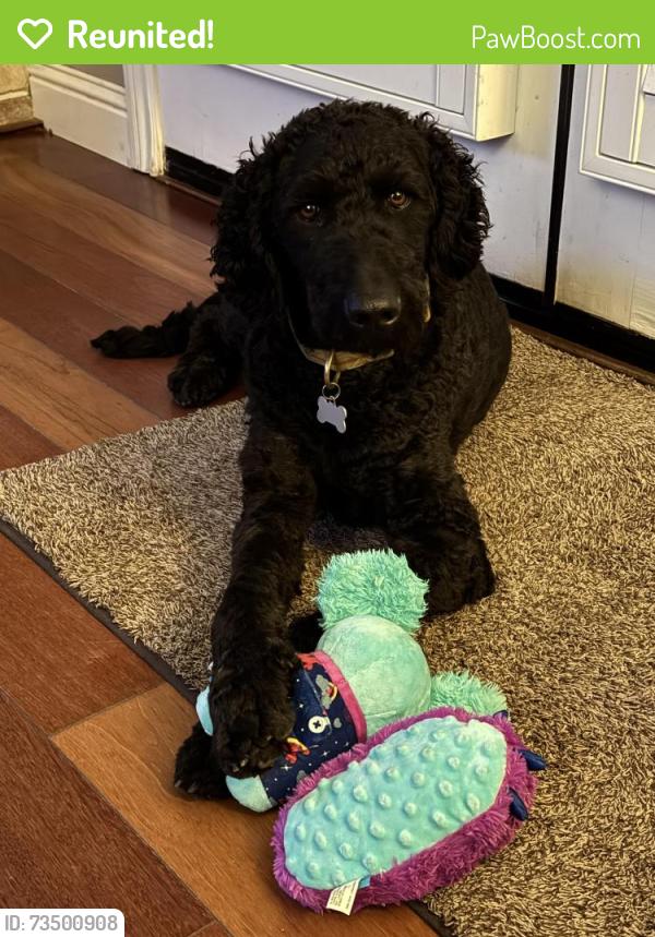 Reunited Male Dog last seen Headed toward Penzance, Chico, Chico, CA 95973