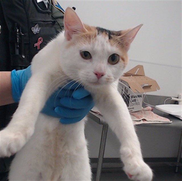 Shelter Stray Female Cat last seen STOCKTON X BROADWAY, 1419 Bryant St, San Francisco, CA 94103, USA