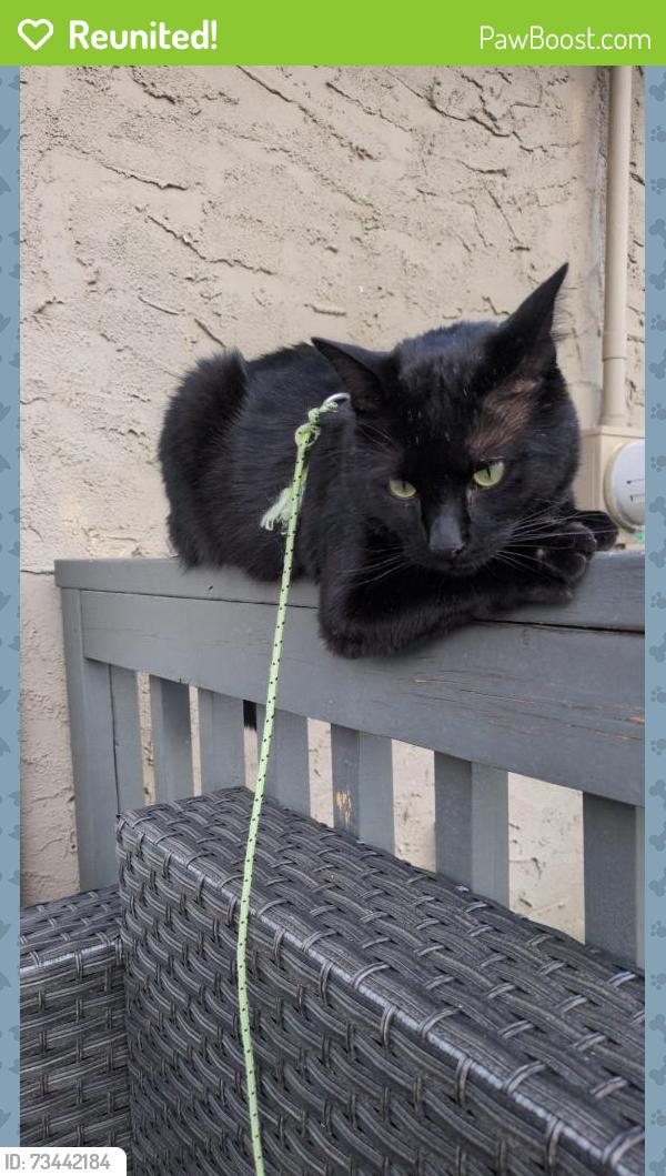 Reunited Male Cat last seen Oakmoor Way SW, Calgary, AB 