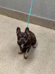 Shelter Stray Female Dog last seen TROPICANA AND SANDHILL, 655 N Mojave Rd, Las Vegas, NV 89101, USA