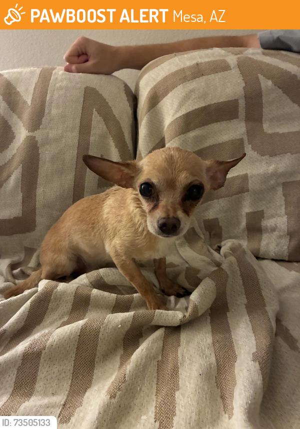 Found/Stray Male Dog last seen N center st and e McClellan rd, Mesa, AZ 85201