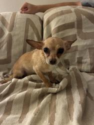 Found/Stray Male Dog last seen N center st and e McClellan rd, Mesa, AZ 85201