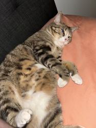 Lost Female Cat last seen Kinney Street, LaCoste, TX 78039