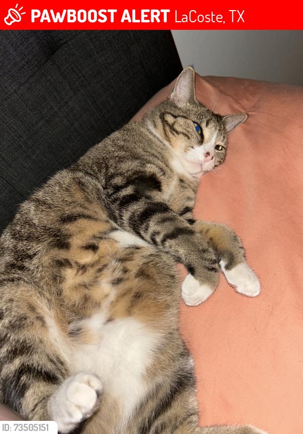 Lost Female Cat last seen Kinney Street, LaCoste, TX 78039