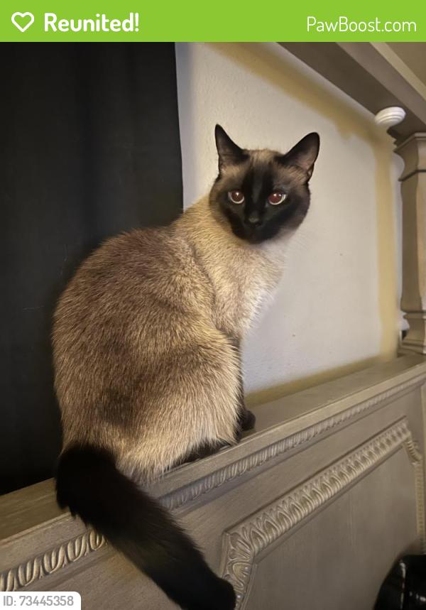 Reunited Female Cat last seen Oakwood Trail, San Antonio, TX 78249