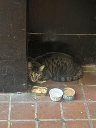 Found/Stray Unknown Cat last seen Grand concourse, The Bronx, NY 10453