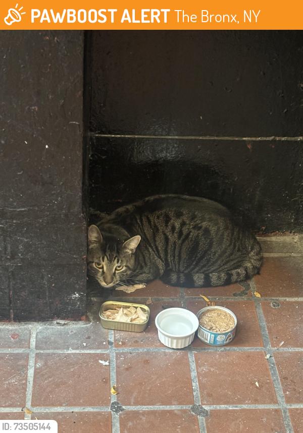 Found/Stray Unknown Cat last seen Grand concourse, The Bronx, NY 10453