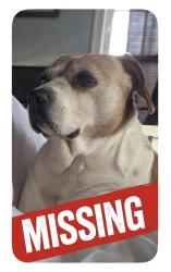 Lost Male Dog last seen East Point, East Point, GA 30344