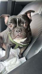 Lost Male Dog last seen lucien street/compton, Compton, CA 90222