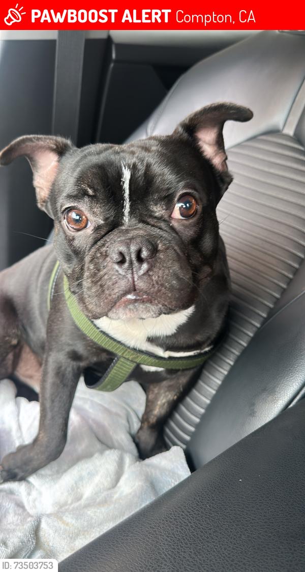 Lost Male Dog last seen lucien street/compton, Compton, CA 90222