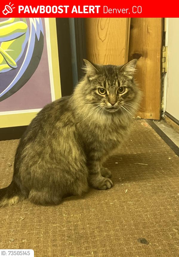 Lost Female Cat last seen Center and Decatur, Denver, CO 80219